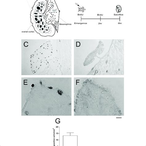 Ovarian Cell Proliferation In L Olivacea Females A Schematic Download Scientific Diagram