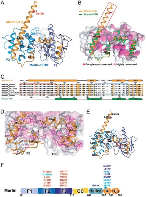 Angiomotin Binding Induced Activation Of Merlin NF2 In The Hippo