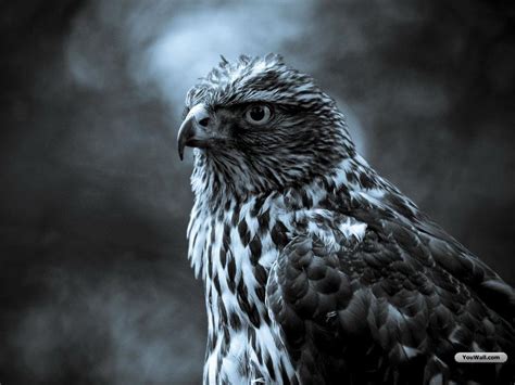 Beautiful Falcon Wallpaper 1024x768 11613