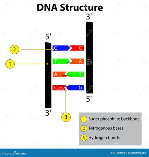 Structure Of DNA Dna Strands Nucleic Acid Hydrogen Bonds Stock