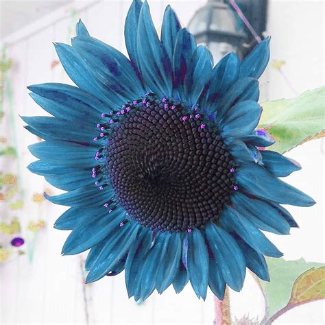 Blue Sunflower Seeds Plants Garden Planting Colorful Rare Bonsai