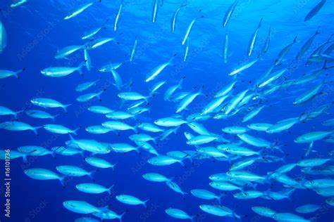 School Of Red Sea Fusiliers Caesio Suevica Stock Photo Adobe Stock