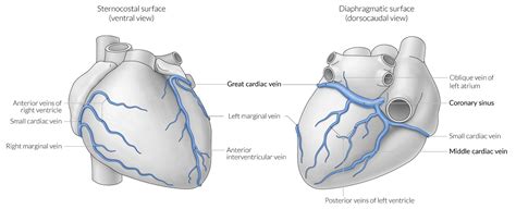 Coronary Sinus Right Atrium Goimages Talk