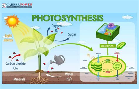 Photosynthesis In Higher Plants