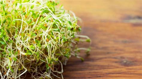 Alfalfa A Nutrient Rich Sprout For Hair Growth