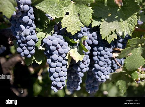 Red Grapes on the Vine Stock Photo - Alamy