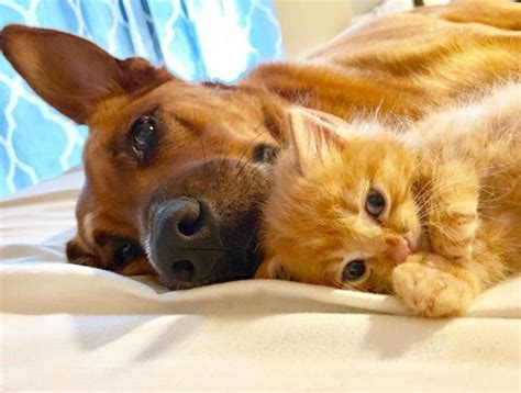 Foto Di Cani E Gatti Che Hanno Deciso Di Trasformare La Loro Rivalit