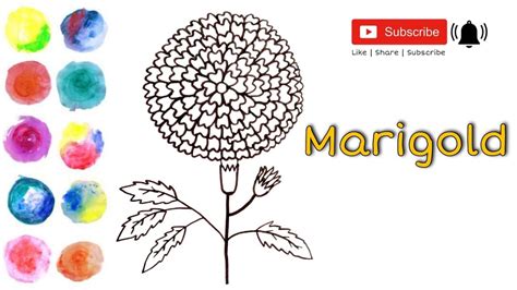 How To Draw A Marigold Flower Easy And Simple Drawing Of Marigold For All Watercolour