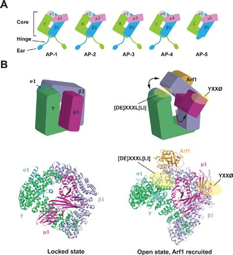 TFAP4 Wt Allele Semantic Scholar