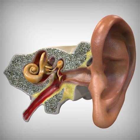 Human Ear Anatomy 3d Model By Bluelou