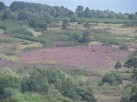 Heather On Ashdown Forest © David M Clark Geograph Britain And Ireland