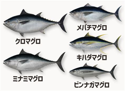 マグロの種類を徹底解説！味や特徴の違いをわかりやすく紹介｜食ノート