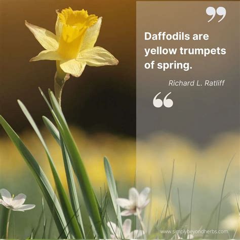 Inspiring Daffodil Quotes And Captions For Instagram