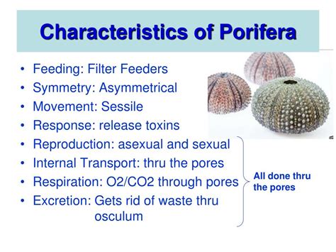 Examples Of Phylum Porifera