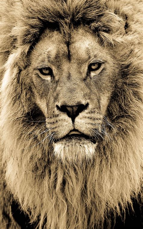 Big Cats Are Beautiful! » Design You Trust — Design Daily Since 2007