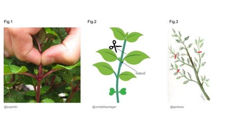 pruning  pinching  indoor plants la residence