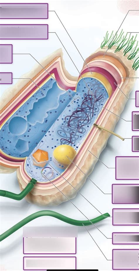 Prokaryote Cell Diagram Quizlet