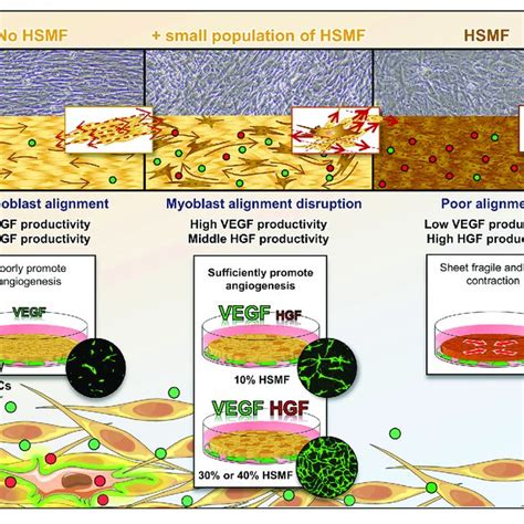 Schematic Representation Of The Effect Of Human Skeletal Muscle