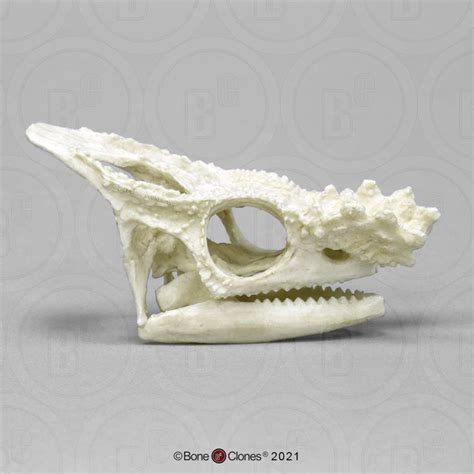 Parson S Chameleon Skull Bone Clones Inc Osteological