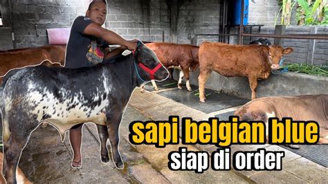 Review Harga Sapi Belgian Pedet Super Youtube