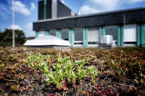 Langenfeld Grüne Dächer in der Stadt gegen den Klimawandel