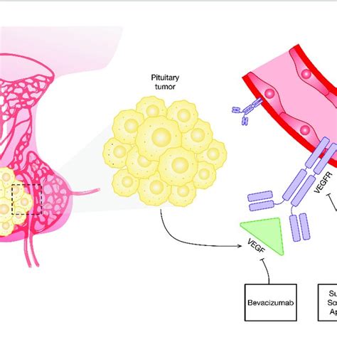 Targets and sites of action of the VEGF angiogenesis receptor and... | Download Scientific Diagram