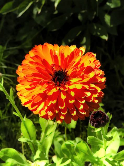 Calendula Bunga Alam Foto Gratis Di Pixabay Pixabay