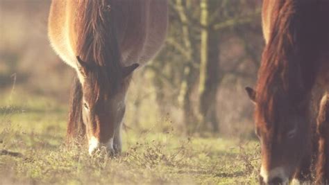 "Exmoor Pony" Images – Browse 6,970 Stock Photos, Vectors, and Video ...