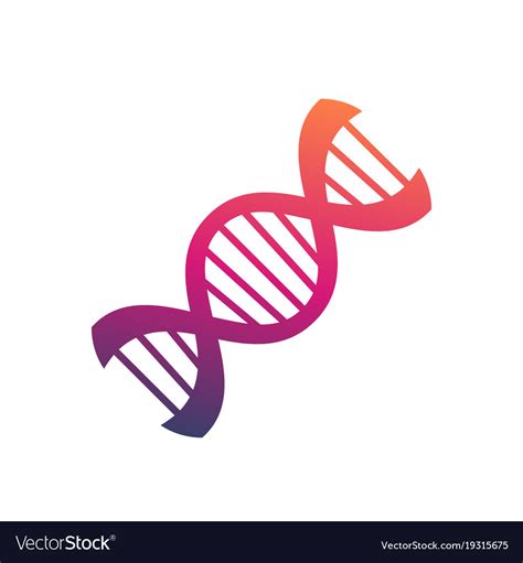 Dna strand on white Royalty Free Vector Image - VectorStock