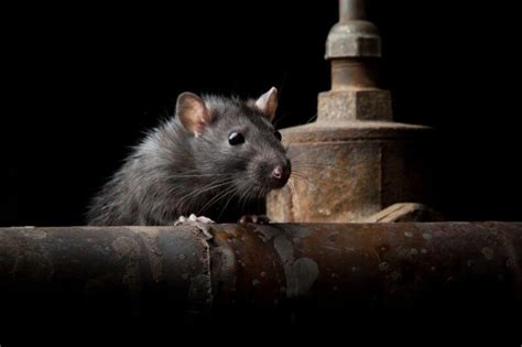 Rats Dans Les Toilettes Voici Ce Que Vous Devez Faire Pour Les