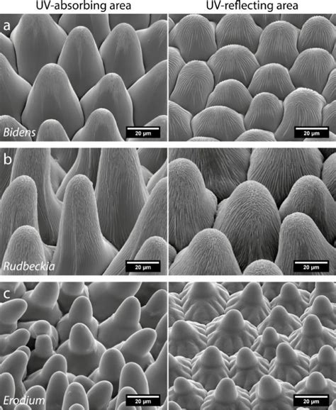 Sem Images Of The Petal Surface Structure At The Uv Absorbing Left