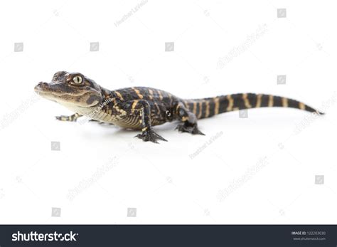 Baby Alligator Stock Photo 122203030 Shutterstock