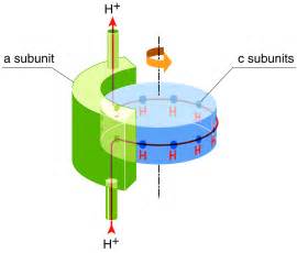 Molecular Architecture Of The Rotary Motor In ATP Synthase Science