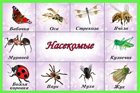 Плакат насекомые для детского сада - фото и картинки abrakadabra.fun