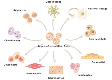 Adipose Derived Stem CellsCellbank