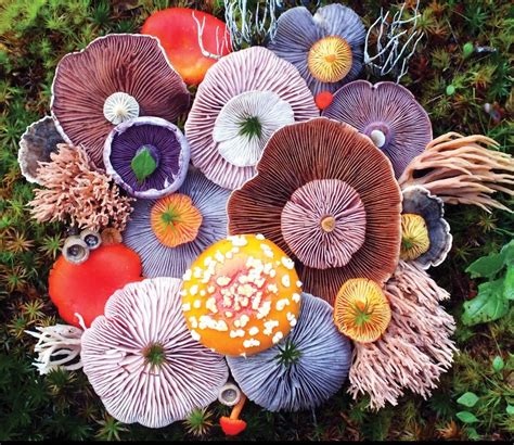 Interesting fungi arrangement. : r/oddlysatisfying