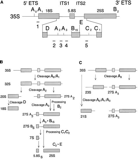 The Pre Rrna Processing Pathway In S Cerevisiae A Structure Of The