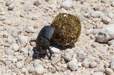 Top 10 Beetles In Florida Homes How To Get Rid Of Them
