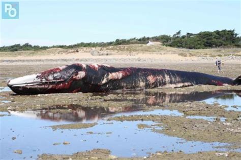 Ars en Ré Une baleine morte de plus de 20 mètres échouée sur la plage