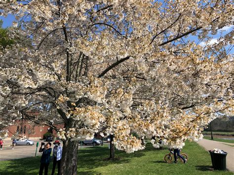 Cherry Blossoms At Ohio University Ohio University