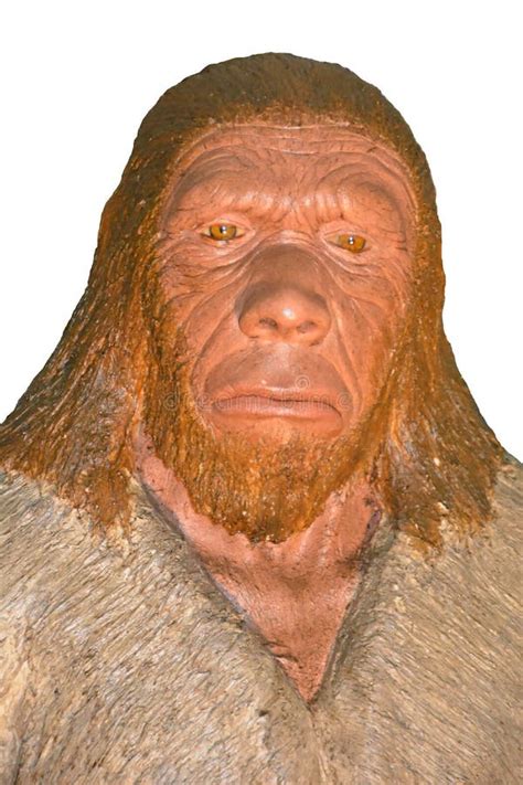 Neanderthal Stock Photo Image Of Head Fossil Neandertalis 125039126