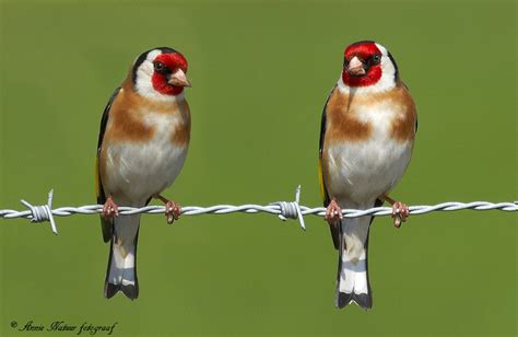 Vroege Vogels Foto Vogels Twee Puttertjes Distelvinken Op Het