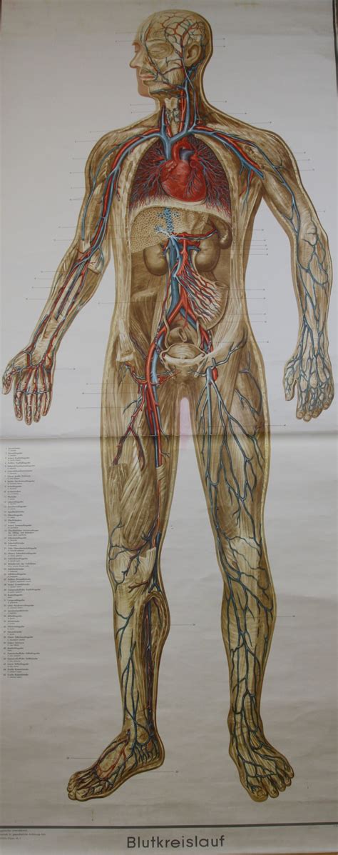 Lehrtafel Blutkreislauf Ganzk Rperdarstellung Krankenhausmuseum