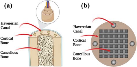 Design Of Biomimetic Bone Scaffold A Native Bone Structure B Cad