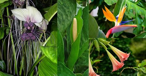 Top Des Plus Belles Plantes Tropicales Fleurs Avec Noms Et Photos