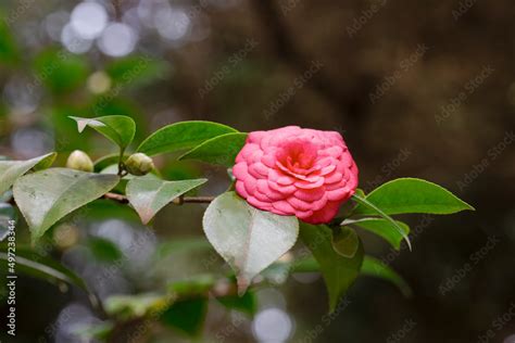 Middlemist Camelia-The rare plant, brought to Britain from China ...