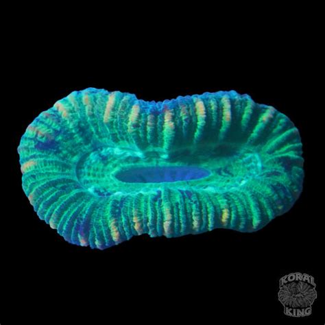 mini trachy pair koral king