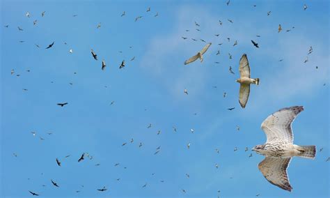 Coming soon: The broad-winged hawk migration | Smokies LIVE