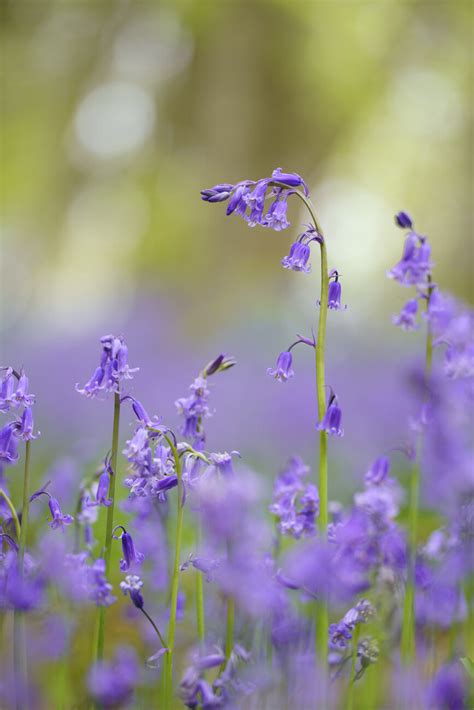 Bluebells Posters Art Prints Wall Murals 250 000 Motifs