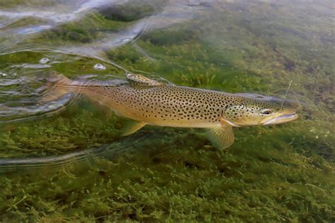 Fishing Idahos Iconic Silver Creek Visit Idaho